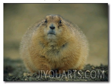 A Close View of a Fat Black Tailed Prairie Dog