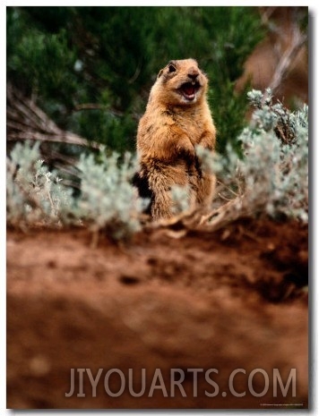 A Utah Prairie Dog Vocalizing in Bryce Canyon National Park, Utah