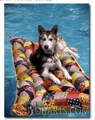 Dog Floating on Raft in Swimming Pool