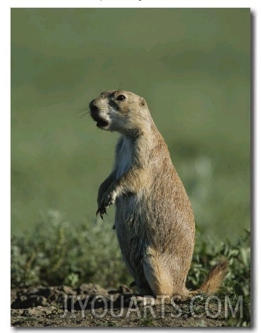 Prairie Dog (Cynomys Sp.) Scans its Territory for Predators