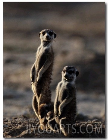 Suricates Stand Alert to Danger with Their Young at Their Feet