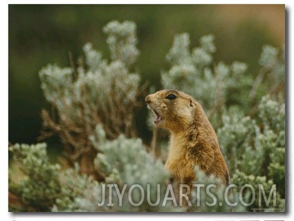 Utah Prairie Dog Vocalizing at Bryce Canyon National Park