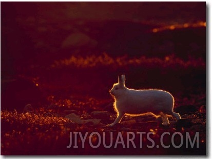A Snowshoe Hare Outlined in Evening Sunlight