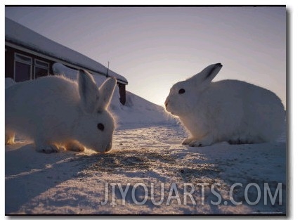Close View of a Pair of Arctic Hares