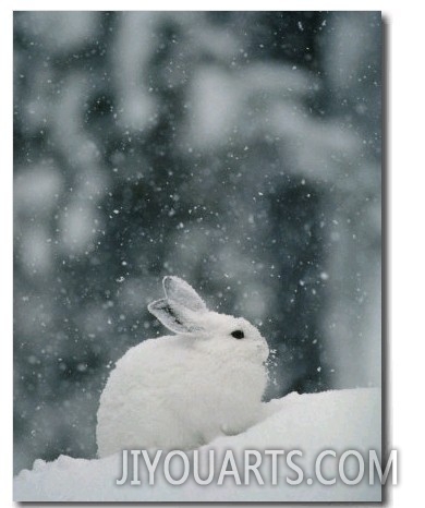 Snow Falls on a Snowshoe Hare in its Winter Coat