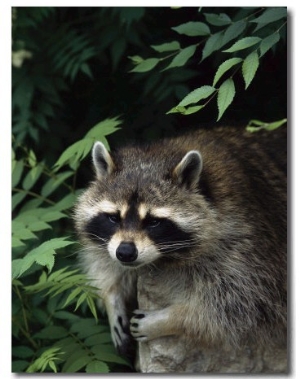 A Captive Raccoon Relaxes on a Rock Surrounded by Lush Foliage