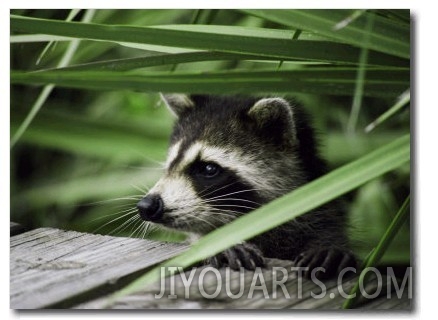 A Raccoon Peers over the Side of a Wooden Dock