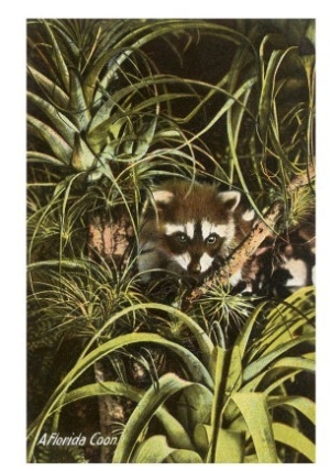 Florida Coon, Pineapples