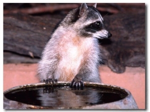Raccoon at a Water Trough, Arizona, USA