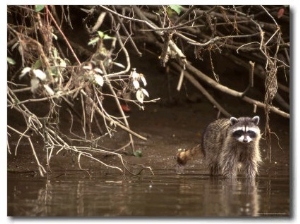 Racoon Walks into Creek for a Drink of Water