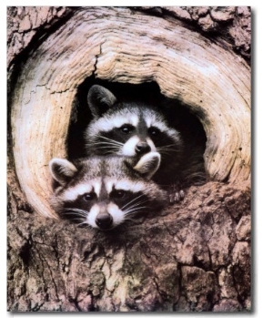 Twin Raccoons