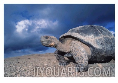 Giant Tortoise, Sunrise, Isabella Island, Galapagos