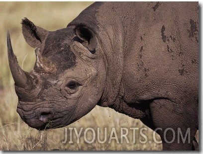 A Close View of a Rhinoceros