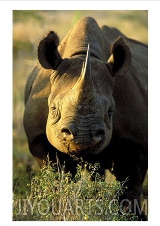 Black Rhino, Hluhluwe Umfolozi Park, South Africa