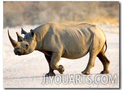 Black Rhinoceros at Halali Resort, Namibia