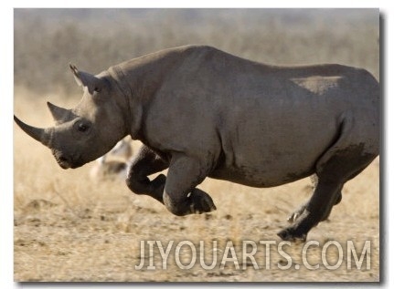 Black Rhinoceros, Running, Namibia