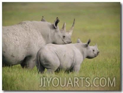 Black Rhinoceroses in the Grasslands of Ngorongoro Crater