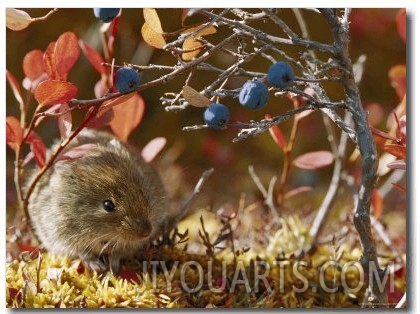 A Red Backed Vole