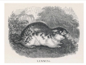 An Unidentified Type of Lemming