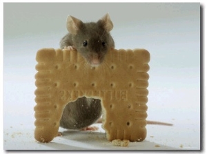 Domestic Mouse Eating Biscuit