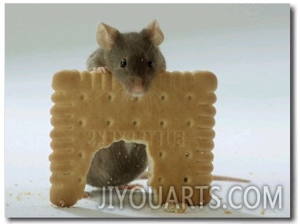 Domestic Mouse Eating Biscuit