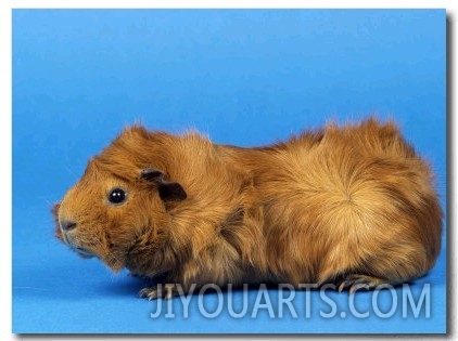 Red Abyssinian Guinea Pig