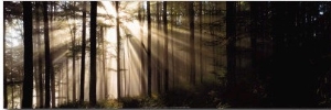 Sunlight Streaming Through Forest