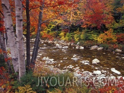 Swift River with Aspen and Maple Trees in the White Mountains, New Hampshire, USA