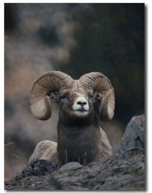 Close View of an American Bighorn Ram (Ovis Canadensis) Lying on Rock Strewn Gr Ound