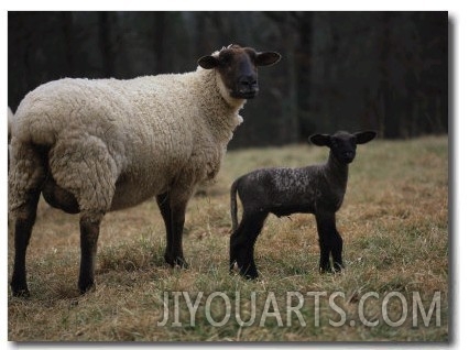 Newborn Lamb and its Ewe