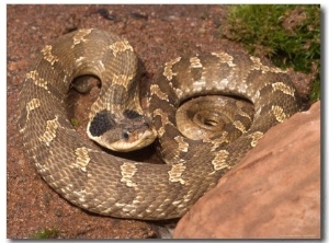 Eastern Hognose Snake Showing Excited Cobra like Flaring of the Neck, Eastern US
