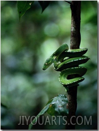 Green Tree Python (Chondropython Viridis)