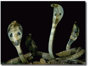 View of Four Entwined Cobras