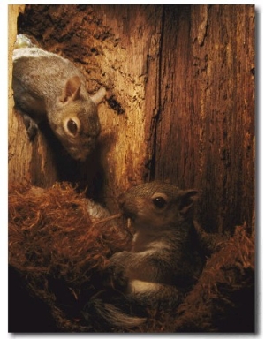 A Baby Eastern Gray Squirrel in its Nest