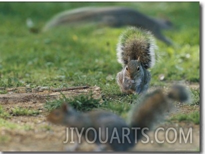 An Eastern Gray Squirrel Grooms a Paw