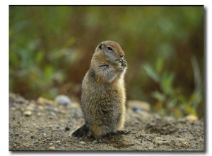 Close View of an Arctic Ground Squirrel