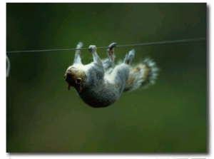 Eastern Gray Squirrel Upside Down on a Wire