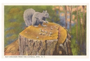 Squirrel, Catskills