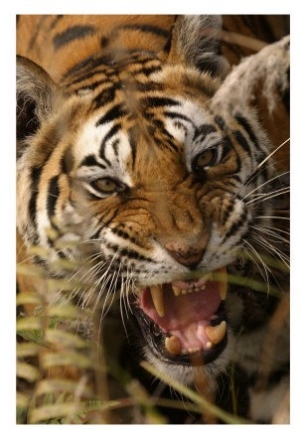 Bengal Tiger, Snarling, Madhya Pradesh, India