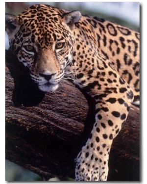 Jaguar Lying on a Tree Limb, Belize