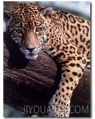 Jaguar Lying on a Tree Limb, Belize