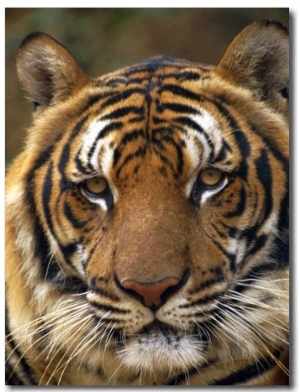 Portrait of an Indo Chinese Tiger, Tiger Sanctuary, Khao Pardap Chan, Thailand