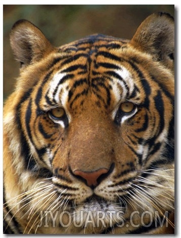 Portrait of an Indo Chinese Tiger, Tiger Sanctuary, Khao Pardap Chan, Thailand