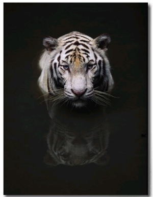 White Tiger Head Portrait Reflected in Water, India