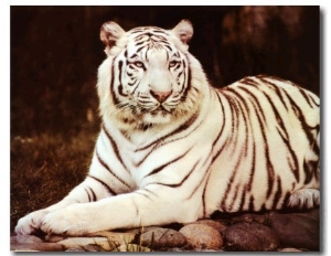White Tiger Sitting