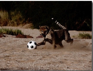 A Domesticated African Cheetah Shows its Natural Speed While Playing with a Soccer Ball
