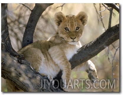 African Lion, Cub, Botswana