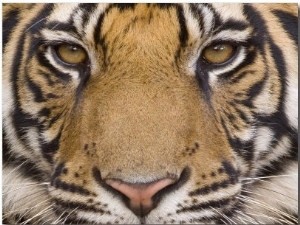 Bengal Tiger, (Panthera Tigris Tigris), Bandhavgarh, Madhya Pradesh, India