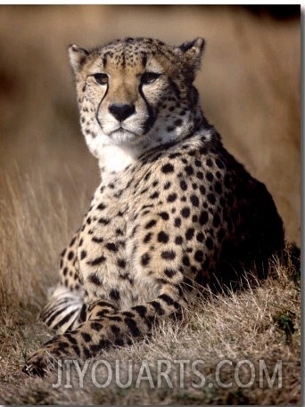 Cheetah Laying in the Grass
