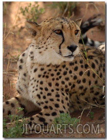 Cheetah, Nambia Africa